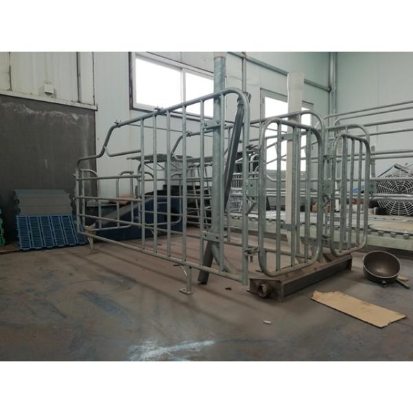 Quality Durable Free Stall Farrowing Pens Swine Equipment With Thermal Box wholesale