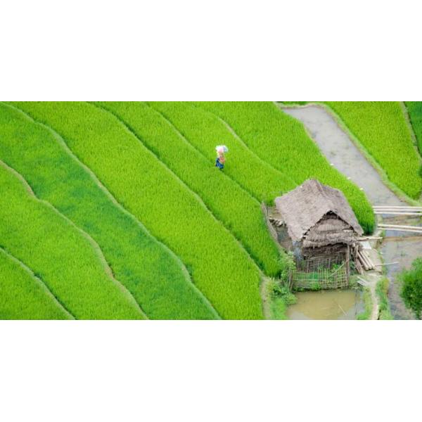 CAS 68917-51-1 Seaweed Polysaccharide Rice Fertilizer