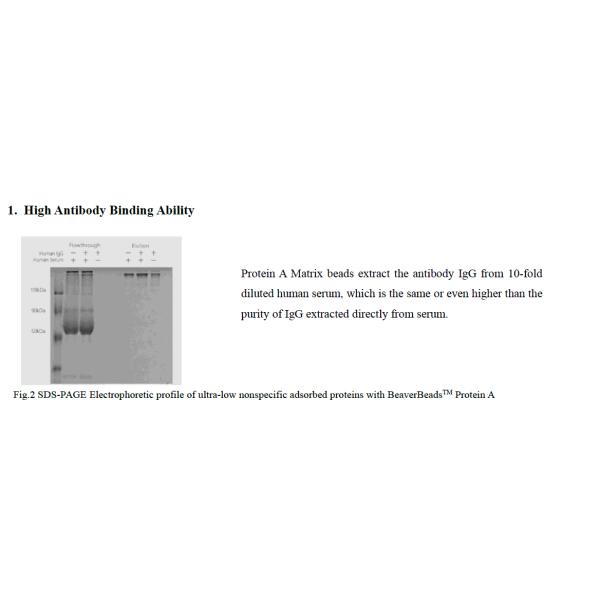 Covalent Binding Protein A NHS Activated Superparamagnetic Beads