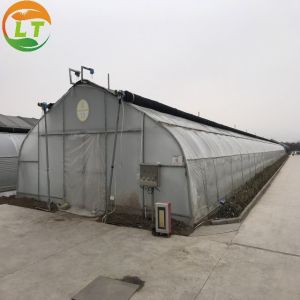 China Mushroom Farm Greenhouse with Galvanized Material Frame and Film Cover on sale