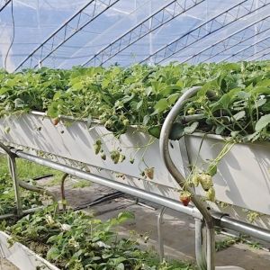 China Plastic Sheet Flower Sunlight Greenhouse Drip Irrigation for Consistent Irrigation on sale