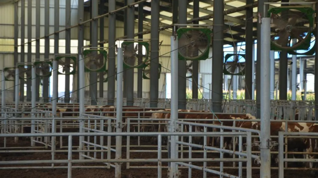 Customizable Earthquake Resistant Corrosion Resistant Quick Assembly Steel Structure Poultry House for Livestock Farming
