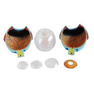 6 Times Enlarged Plastic Human Anatomical Eye Model With Blood Vessel