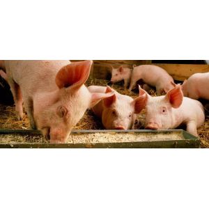 Cheap Powder Or Fine Granule Feed Sweetener for Animal Feed Additive for sale