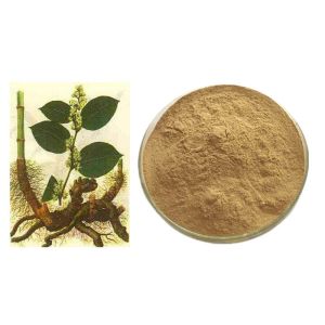 CAS 501-36-0 Resveratrol Natural Polygonum Cuspidatum Extract