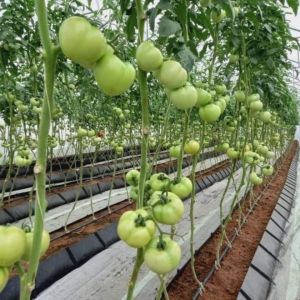 Soilless Growing System PP Growing Trough Colletcing Trough Black Growing