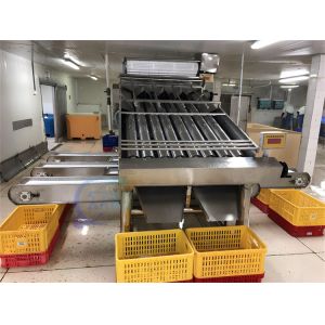 Seafood fish and shrimp processing plant size sorting machine Fish size sorting