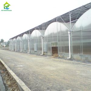 China Multi-span Industrial Polycarbonate PC Sheet Tomato Fruit Hydroponic Greenhouse on sale