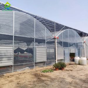 Stable Structure Wind Resistant Multi-span Large Tunnel Poly Film Hydroponic