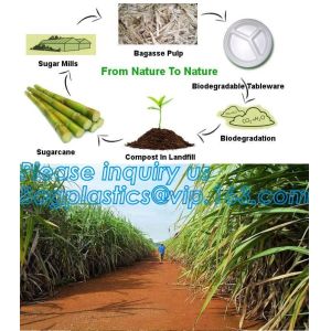 disposable takeaway bento to go box compostable food packaging sugarcane bagasse