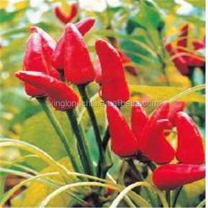 Dehydrated Red Bullet Chilli Pods Cayenne Pepper 25000SHU Without Stem