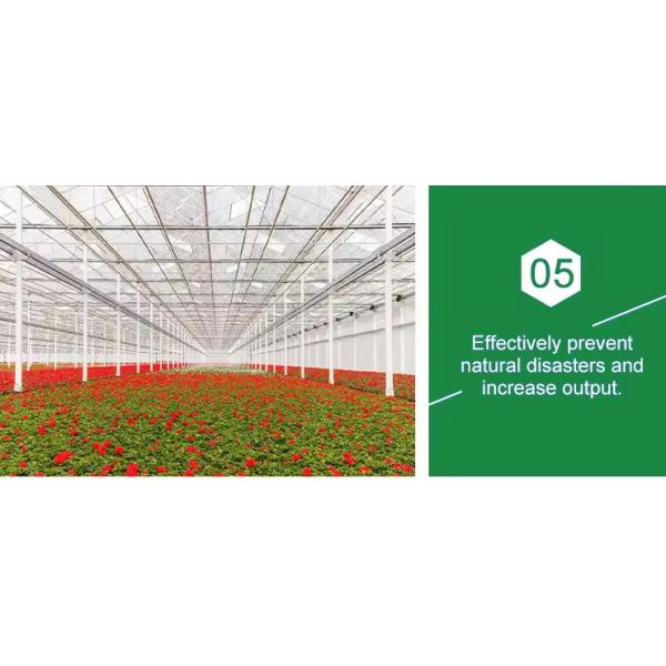 Economical Low Cost Plastic Film Single-span Poly Tunnel Galvanized Greenhouse Tent