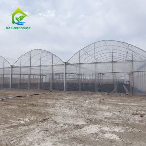 Cheap Multiple Span Plastic Greenhouse With Whole Systems for sale