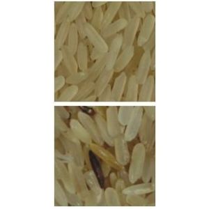 WENYAO 2 chutes Rice Sorting Machine Intelligent dust cleaning system