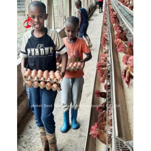 Semi Automatic H Type Battery Cage System For Layers Sandy