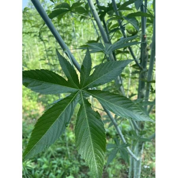 Quality Dried Pregnancy Tea Raspberry Loose Leaf Raspberry Herbal Sifted Rubus Chingii Red Raspberry Leaves wholesale