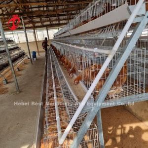 Fully Automatic 80-100kg Heavy Duty Layer Poultry Cage System With Sliding Door
