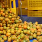 Automatic Kumquat Fruit Sorting Machine With PLC Control And 99.9% Accuracy