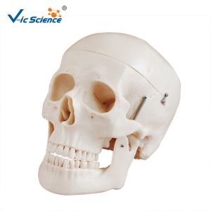 Cheap Deluxe Anatomical Skeleton Model Skull Style D Medical Plastic Skull Anatomy VIC-104D for sale