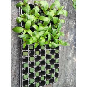 50 Holes Plastic Seedling Tray Nursery Tray For Flower And Trees Cell Tray