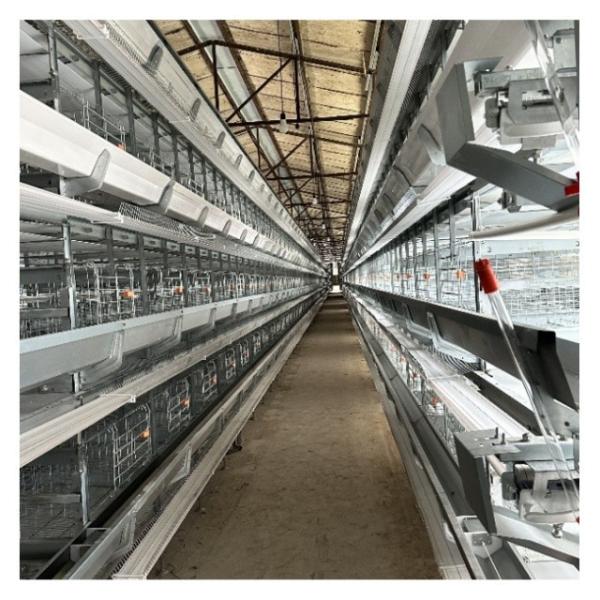 Quality Hot Galvanized Automatic Layer Cage Broiler Cage For Farm Equipment Automatic Chicken Cage  System wholesale