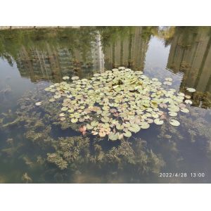 Stainless Mesh Water Hyacinth Water Moss Reed Collection Boat With Storage