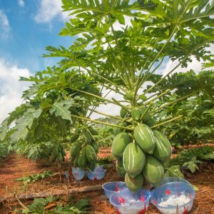 1000TU/MG Protease Meat Tenderizer 6000USP For Tenderizing Beef Pork And Chicken