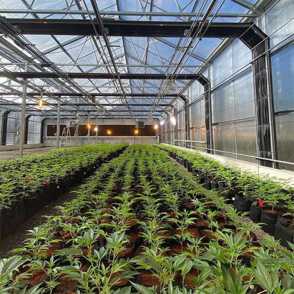 Quality LED Light Deprivation Greenhouse With Shading And Security System wholesale