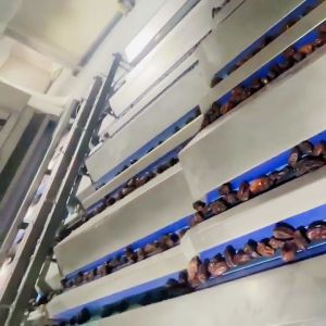 High Capacity AI Powered Date Sorting Machine 360° Rotating Scanning 8 Lanes + 8