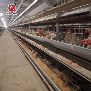 Featuring Four Tiers Ventilated Automatic Layer Cage System For 120 Birds In