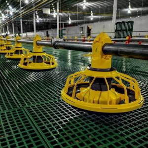 45-65 broiler Chicken Breeding Equipment HX Chicken Feed System