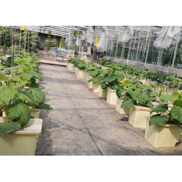 Pp Soilless Hydroponic System Medium 30x25x23cm Beige Dutch Bucket Growing Tomatoes Cucumber Zucchini