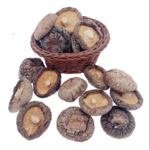 Brown Typical Delicious Dry Shiitake Mushroom 4cm Cultivation Cubensis