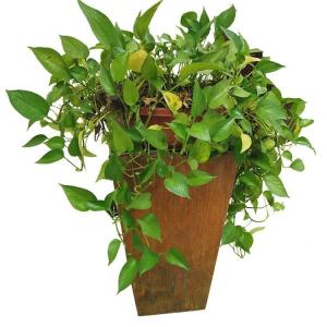 Cheap Outside Garden Metal Flower Pot Rusty Corten Steel Tapered Planter Box for sale