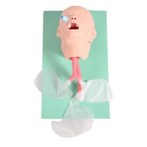 Cheap Realistic Cpr Training Manikins Child Tracheal Intubation Model for sale