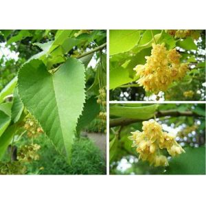 Buy cheap Qualified Tilia Cordata Extract, Linden flower Extract, 10:1 TLC, Flavones 0.5%, from wholesalers