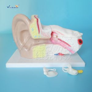Plastic Ear Anatomy Model Medical Science Human Ear Anatomical Teaching Model
