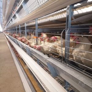 Poultry Farm Layer Hen Chicken Cages Coop Fully Automatic H Type Battery Egg