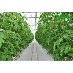 Agriculture Commercial Hydroponic Greenhouse Span Width 6 / 8 / 10m Snow Load 0