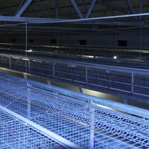 Durable A Type Baby Chick Cage Low Death Rate With Manual Feeding System