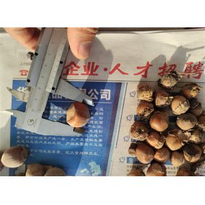 hazelnut green skin peeling machine, hazelnut peeling machine, hazelnut peeler