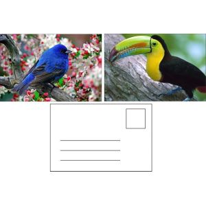 Cheap Lenticular Postcard Printing Toucan Wild Animals 3D Postcard for zoo pack sealifes for sale