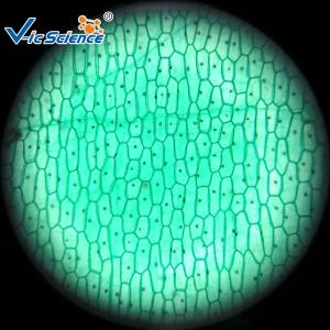 Cheap Reliable Biological Microscope Glass Slides Lab 25pcs Premade Microscope Slides for sale
