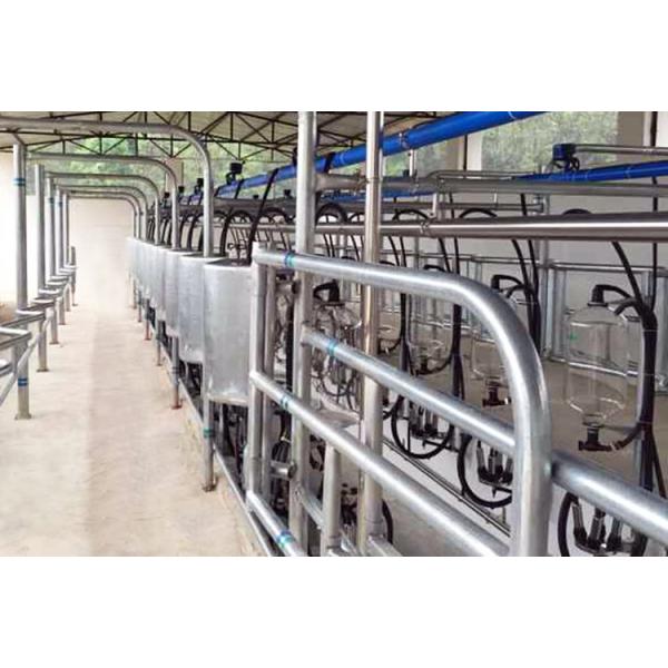 Quality herringbone type 5T/h 20 Unit Milking Parlour Low Noise Automatic Milking Parlour wholesale