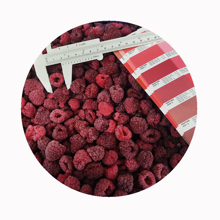High Quality Fresh Frozen Raspberry Handpicked for Sweet Taste for Juices