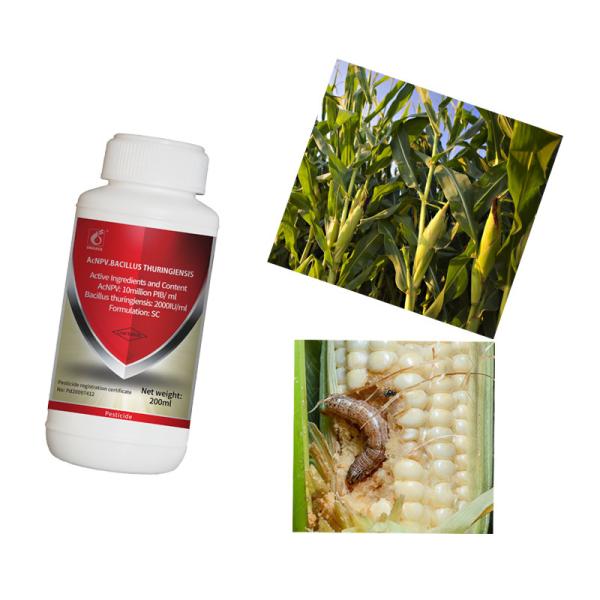 Lettuce Green Vegetable Pests Biological Pesticide Kill Spodoptera Frugiperda