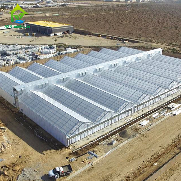 Quality Automated Commercial Light Deprivation Greenhouse with Interior Blackout 32m-50m Length and 8m-12.6m Span Width wholesale