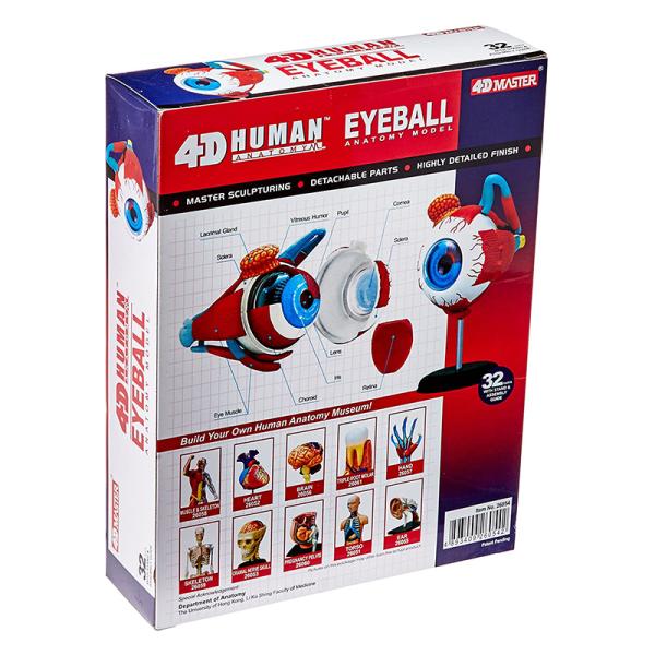 4 D Master 32 Parts Human Eye Anatomy Model Toy Puzzle Assembling Diy