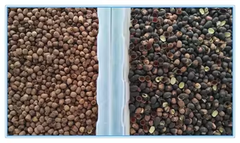 Walnuts Beans Color Sorter Machine Peanuts Separating Machine Remove Bad Mouldy
