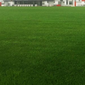 Exercise Yard Sports Artificial Grass Strong Firmness Simulated White And Green